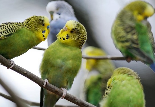 Unbekannte stehlen Ziervögel im Wert von 25.000 Euro